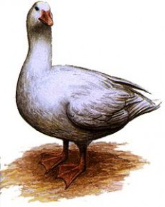 husicka.jpg
